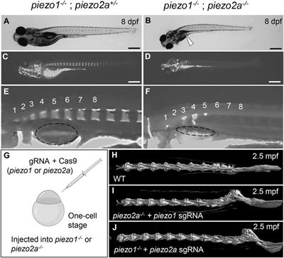 Piezo1 mutant zebrafish as a model of idiopathic scoliosis